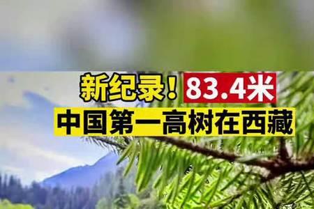 长沙植物园的高树
