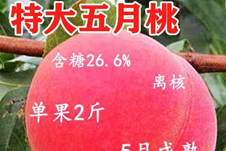刘军一号桃几月成熟