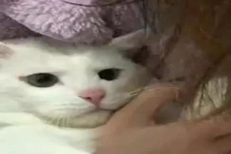 猫咬衣服不松口什么意思