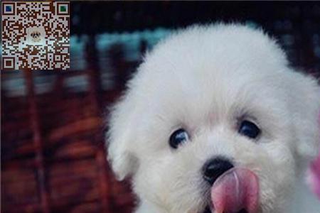 比熊新生幼犬成活率
