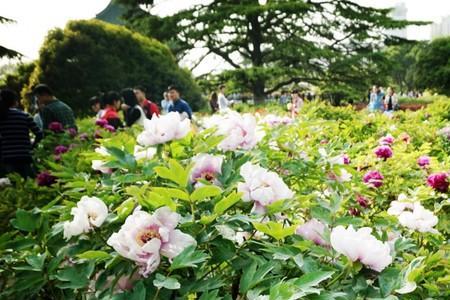 木子花的含义