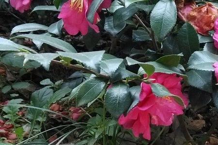 茶梅花开一天就蔫了是怎么回事