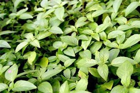 荆芥长几片叶可以掐尖