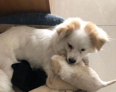 中华田园犬为什么只生一胎