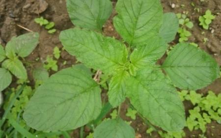 野苋菜什么气温移栽