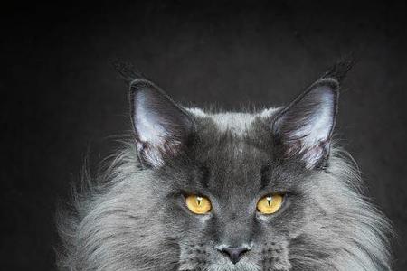缅因猫哪里买纯种又便宜