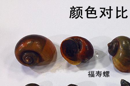 福寿螺吃牛粪吗