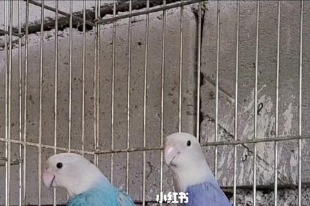 鹦鹉紫闪和紫罗兰哪个好