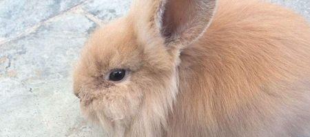 野生兔和家养兔的区别