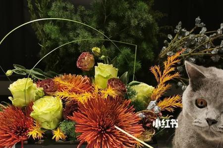 猫尿过的土还能养花吗