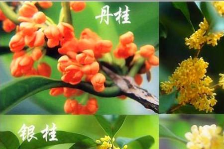 灯笼桂是桂花什么品种