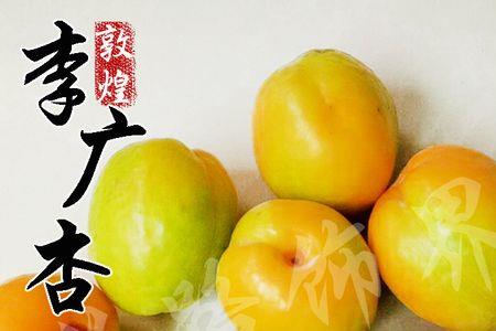 李广杏为什么比普通杏贵很多