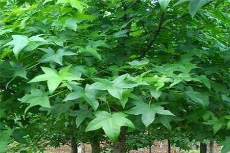 树指是什么材料