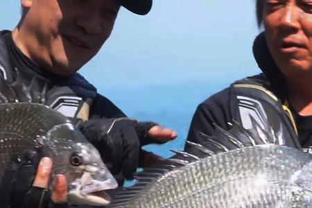 矶钓海鲋不吃钩怎么办