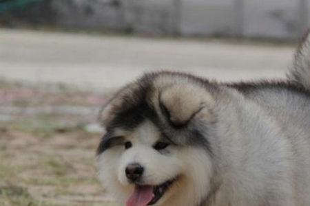 中型犬的饭量多大