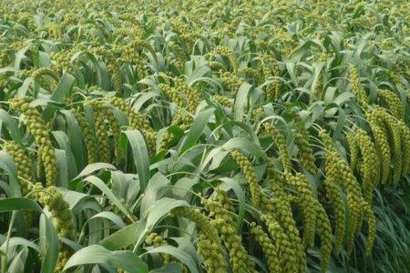野生小米种植方法