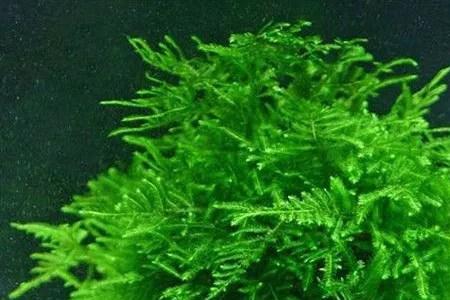 水族是什么植物
