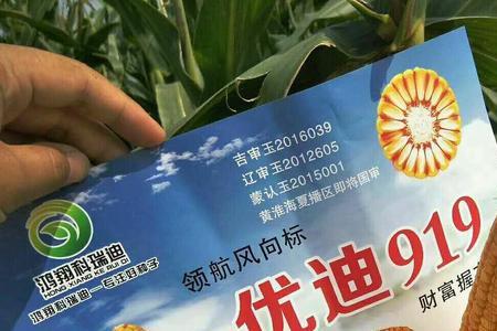 优迪899玉米合适在什么条件下种植