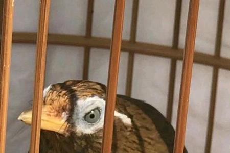画眉鸟爪子长鳞片怎样除去
