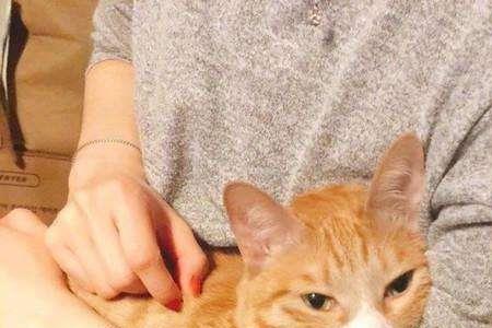 为啥小猫咪总爱和人玩