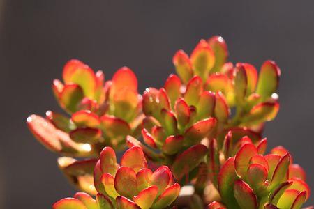 姬胧花月与姬红花月的区别