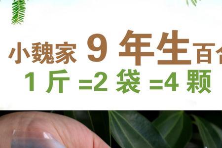 九月份的鲜百合可以买么