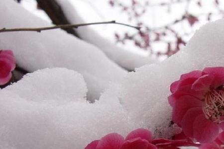 雪压青松松更绿霜打梅花花更红
