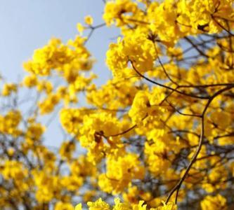 黄花风铃木实生苗多久开花