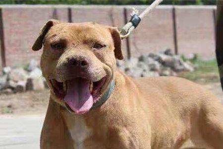 小体比特犬适合家养吗