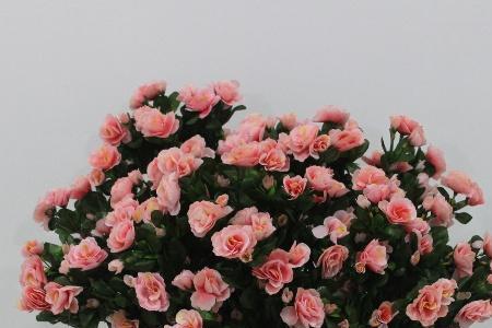 四季小玫瑰杜鹃花朵多大