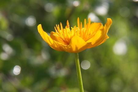 檀香金莲什么季节开花