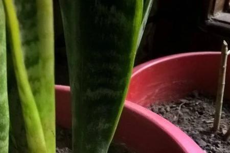 盆栽植物洒双氧水会不会烂根