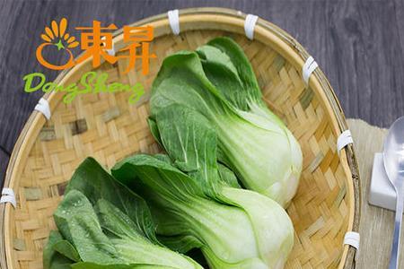 唐菜与油菜上海青区别