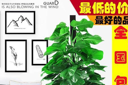 大叶绿萝柱枝头太长要修剪吗