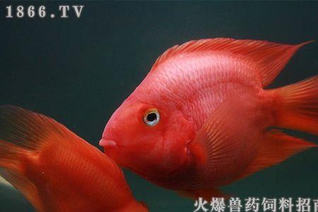热带鱼鹦鹉最佳混搭