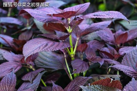 吉林地区几月种紫苏