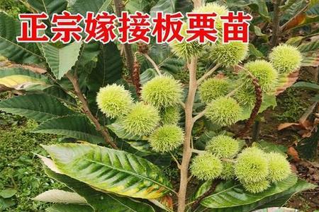 板栗树栽培多少米一棵