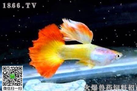 桔红色的孔雀鱼是什么品种