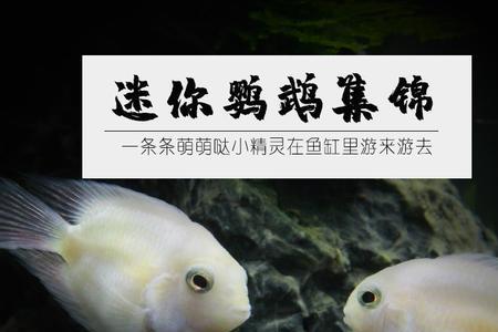 迷你鹦鹉攻击其他鱼怎么办