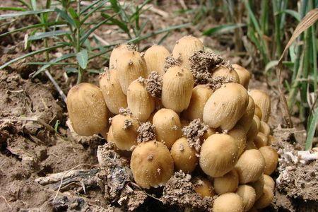 野蘑菇与家种的蘑菇区别
