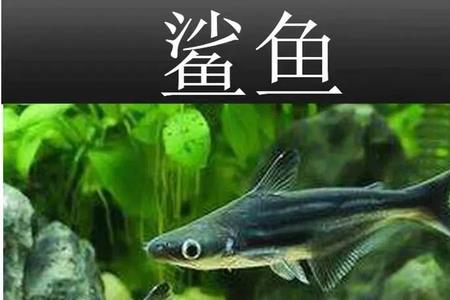 50厘米的鱼缸可以养蓝鲨吗