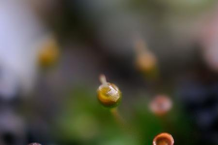 苔花开花过程