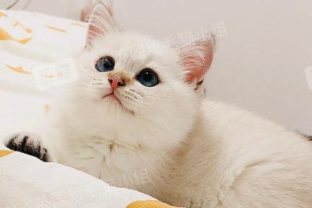 金点渐层猫尾巴是什么颜色