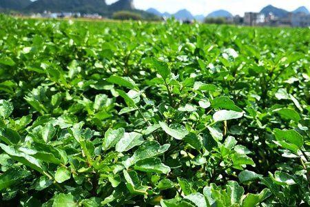种植西洋菜为什么会变紫红色