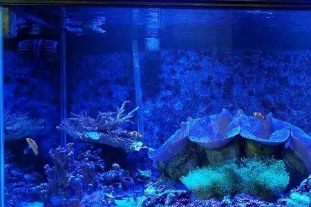 海缸no2多少是正常