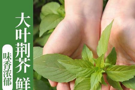 浙江荆芥是在几月份种植