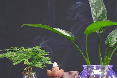 倒流香对植物有影响吗