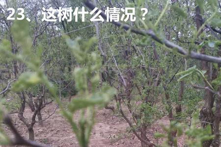 冬枣蕾不分化怎么办