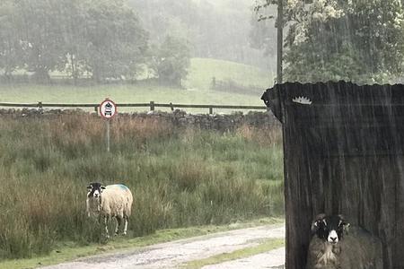 什么动物不怕下雨
