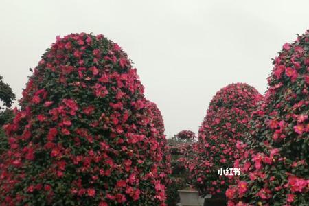 茶梅过夏后枯死原因